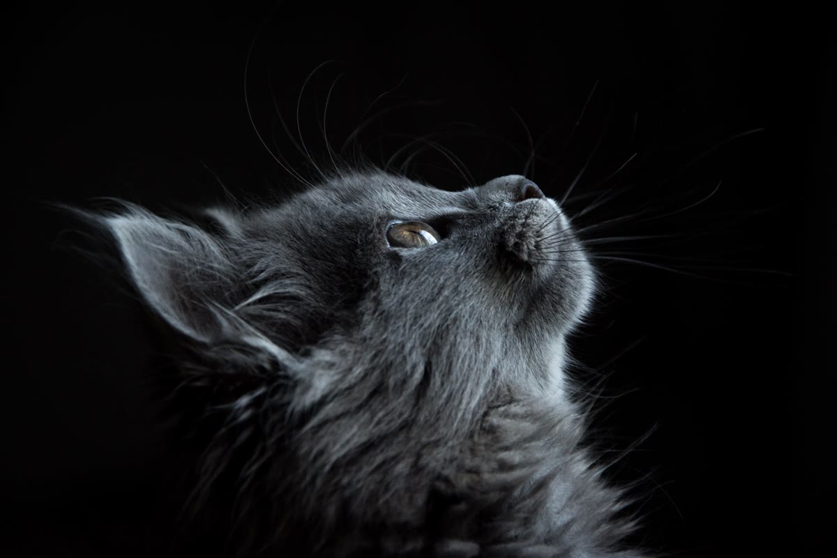 Close-up of an alert senior cat's face showing bright, healthy eyes