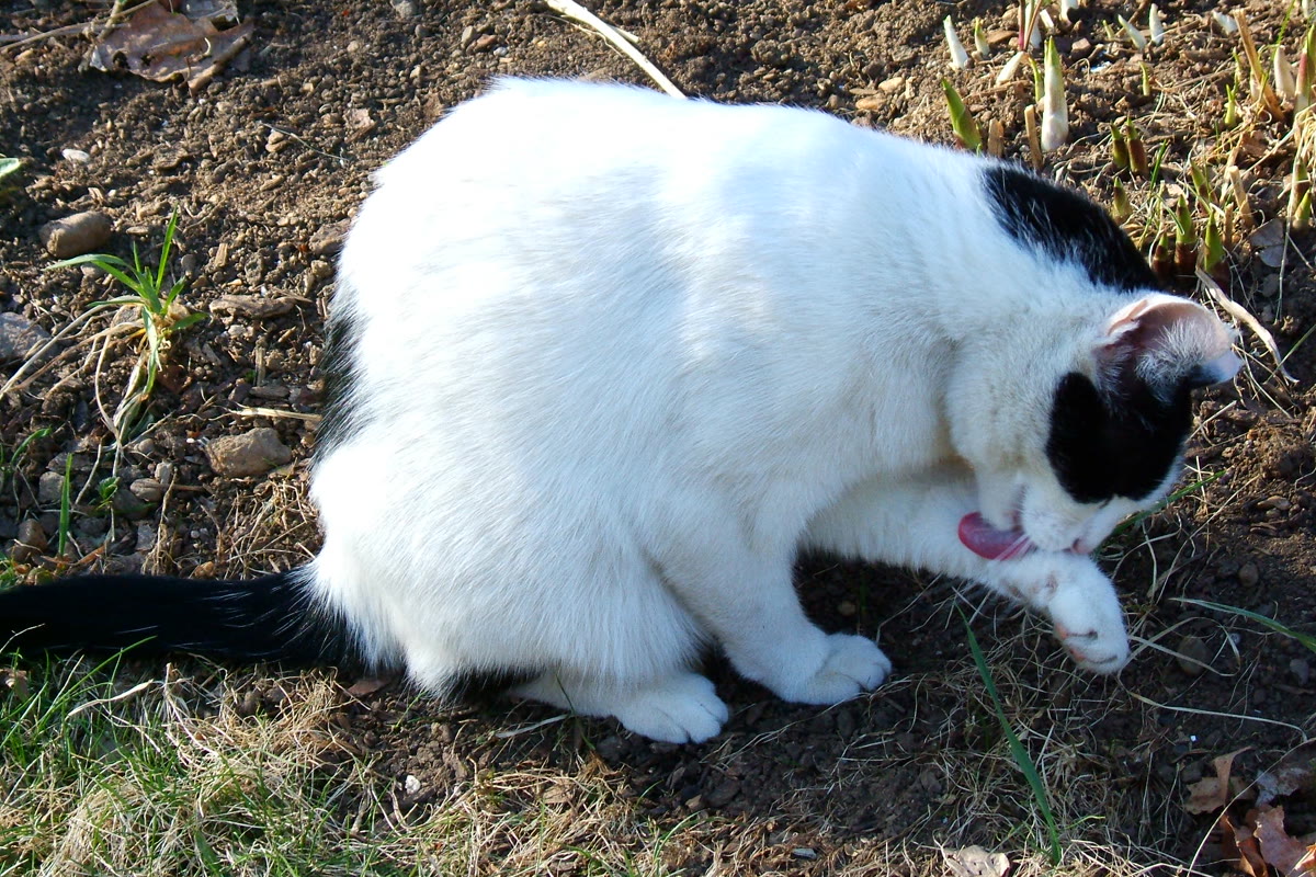Cat sitting calmly near a food bowl in a bright kitchen