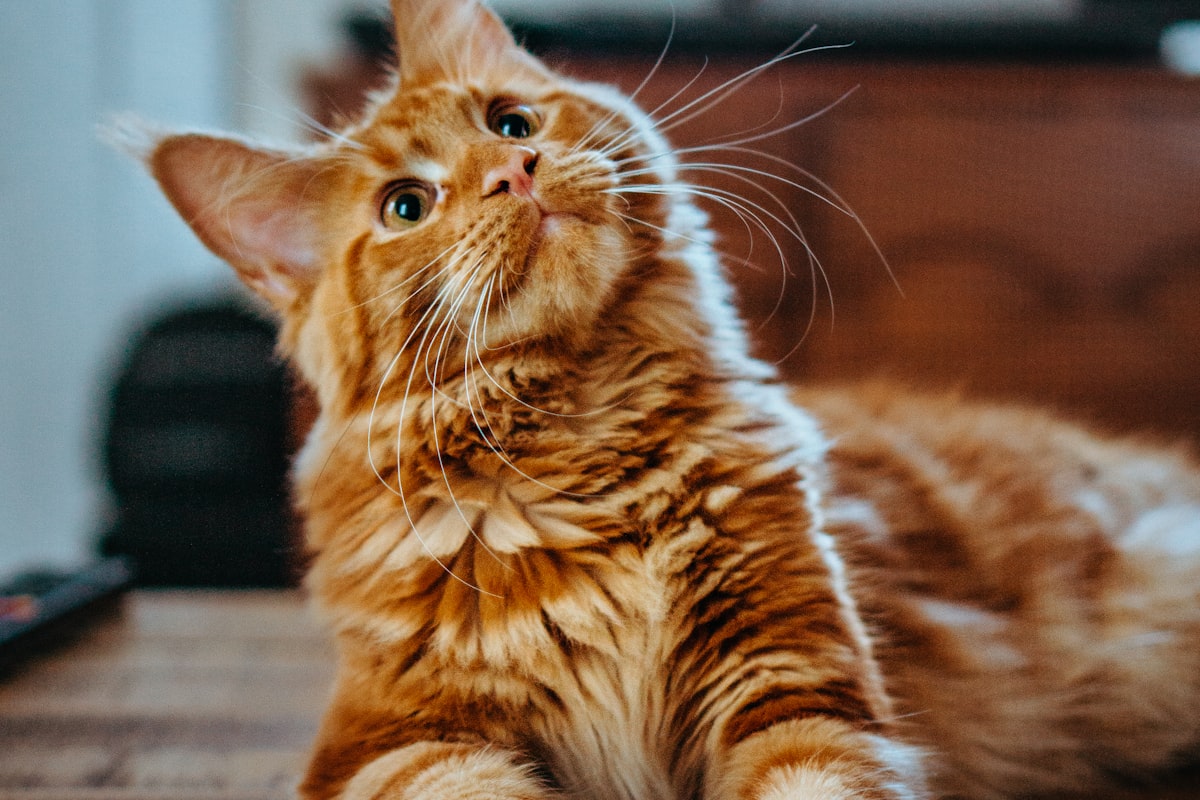 Cat owner using positive reinforcement with a treat during a calm interaction