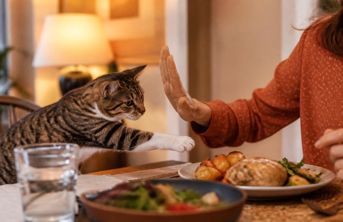 A cat reaching for human food on a kitchen counter