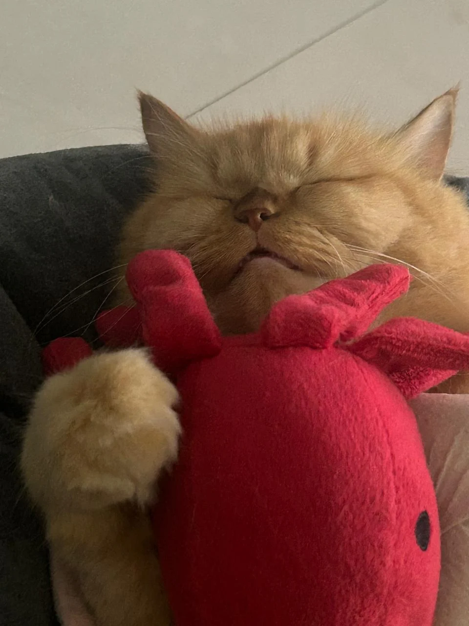 Cleo snoozing with a red plush toy