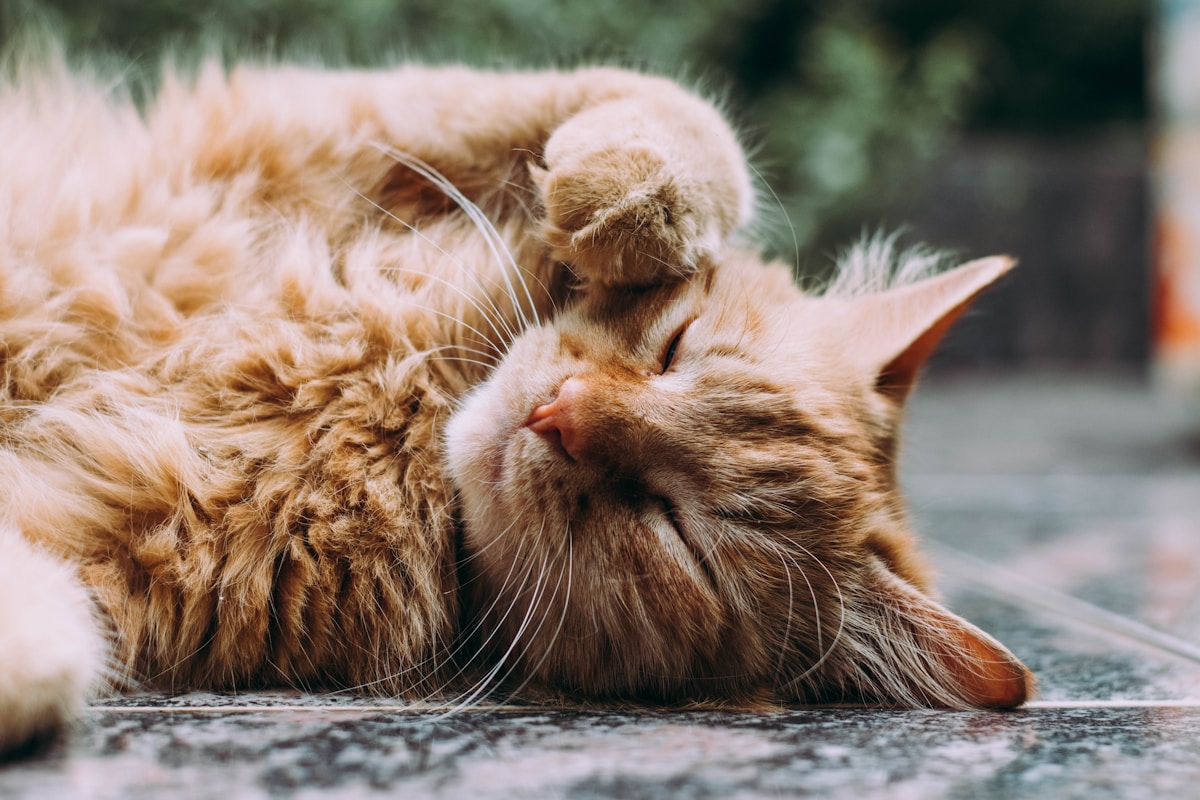 Two cats being fed treats side by side in a bright kitchen