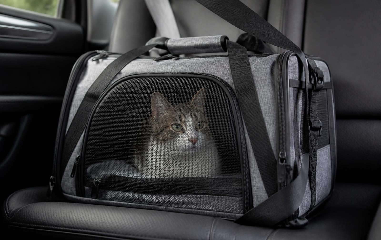 A cat calmly sitting inside an open-top carrier lined with bedding