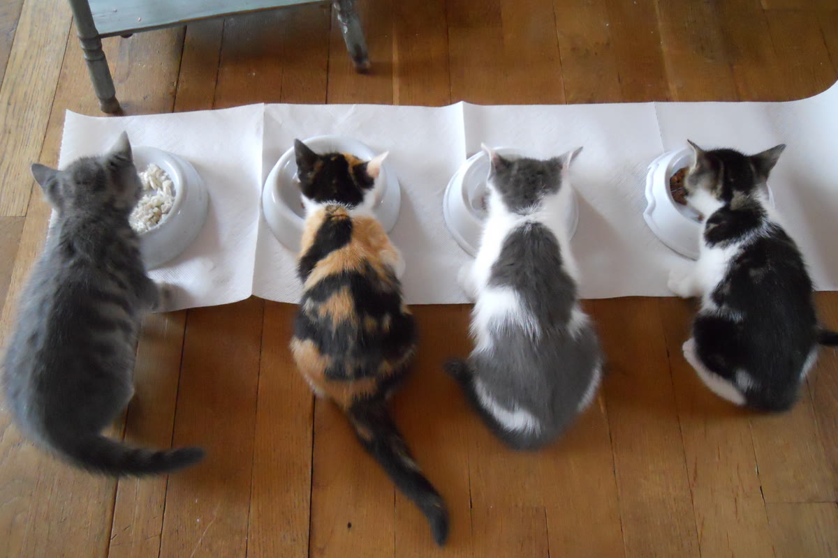 Cat resting calmly near a food bowl in a home kitchen