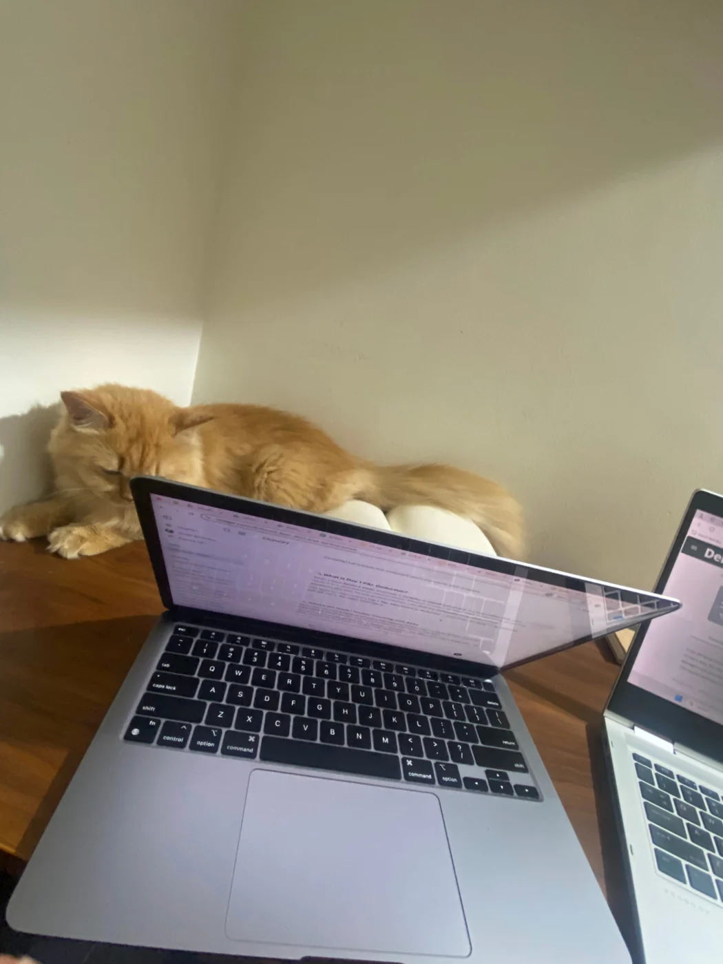 Cleo napping beside laptops in the afternoon sunlight