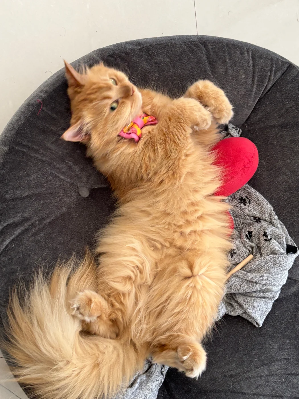 Cleo relaxing belly-up in a round cat bed