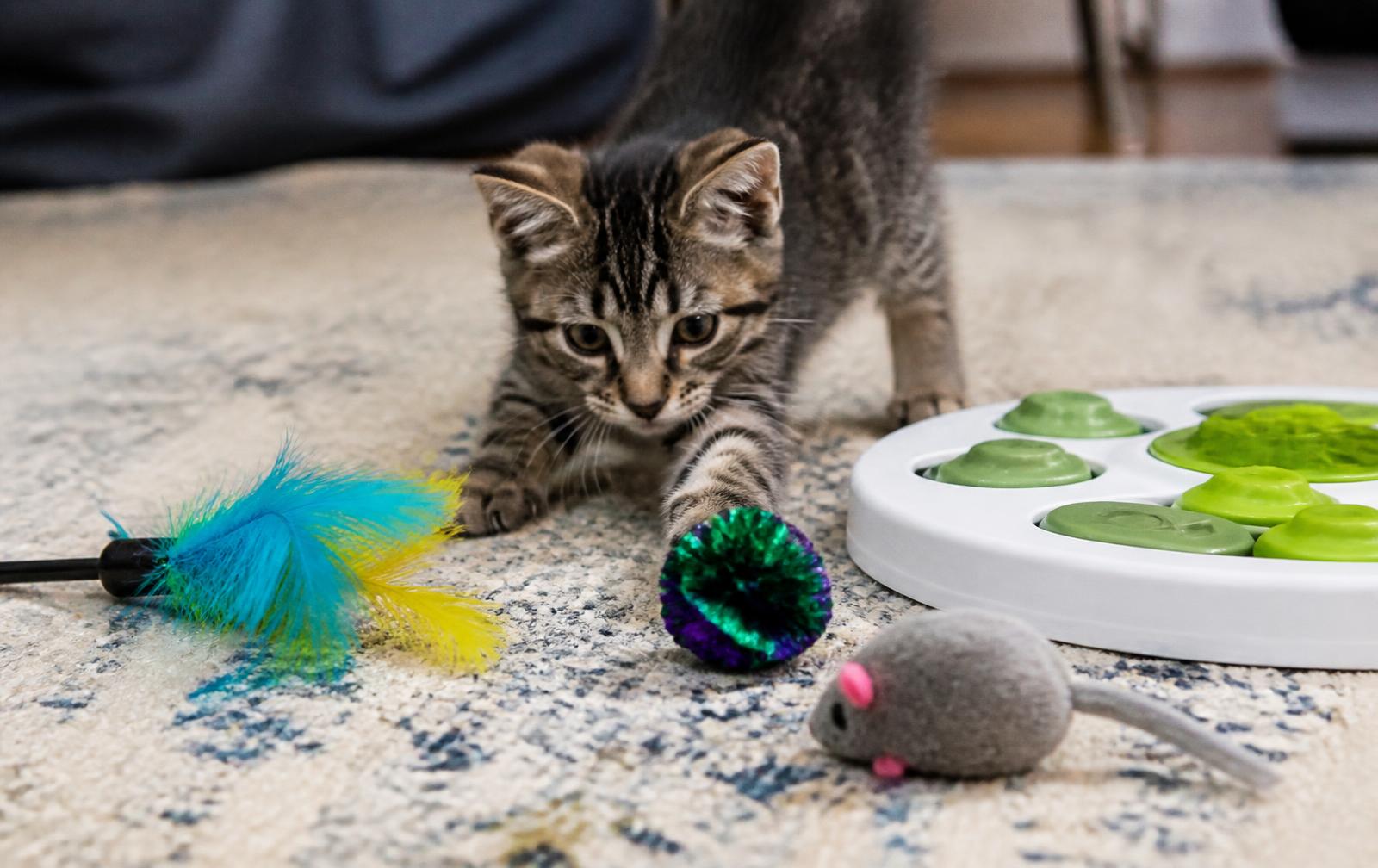 A shelf of assorted interactive cat toys including wands and puzzle feeders