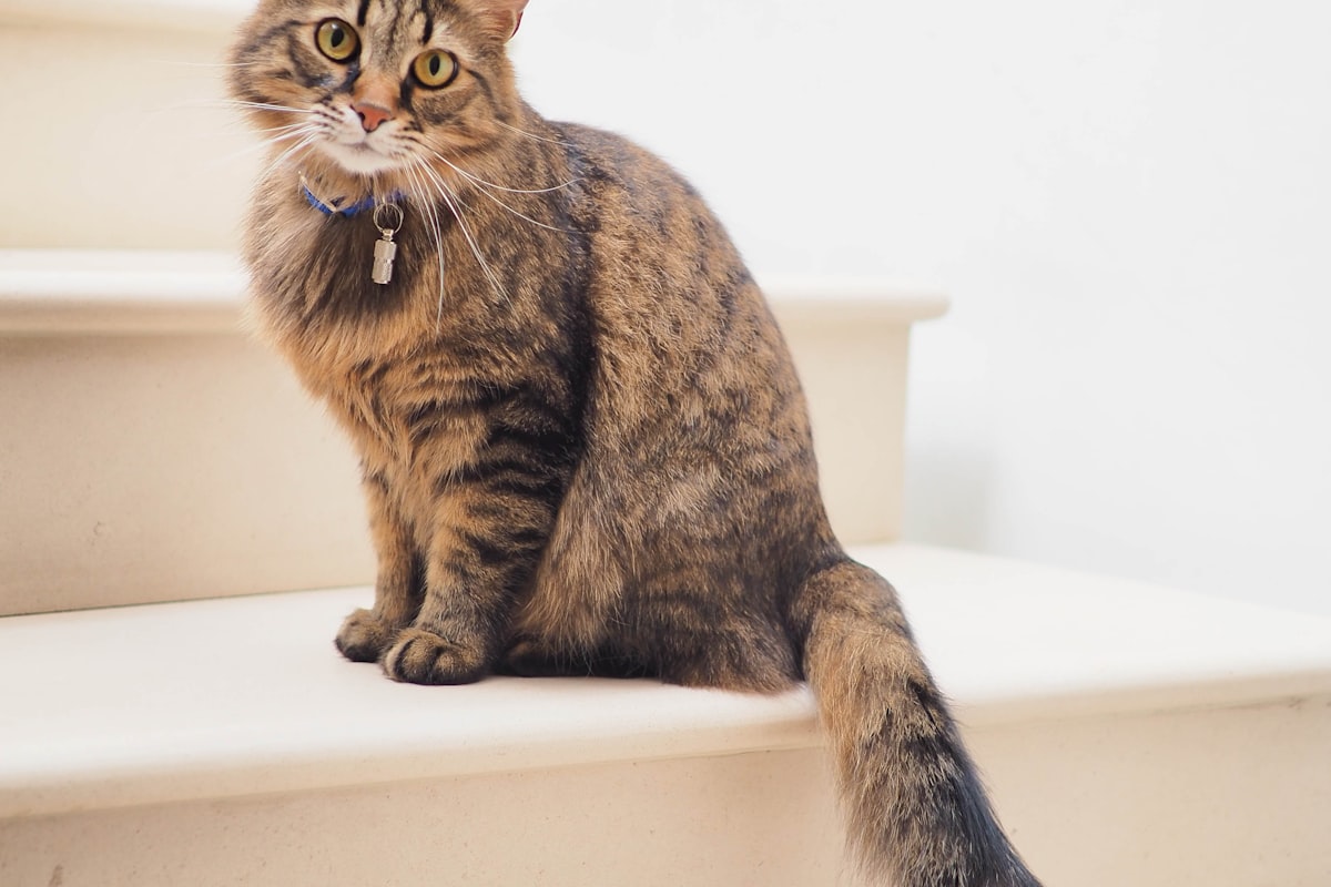 Tense-looking cat with flattened ears showing signs of aggression
