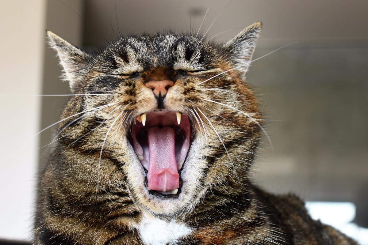 Close-up of a cat's mouth and teeth while yawning