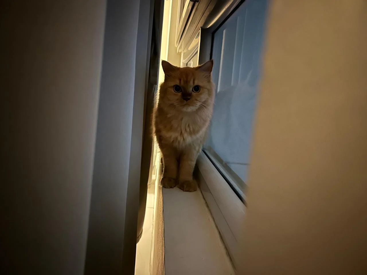 Cleo watching from a sunlit window ledge