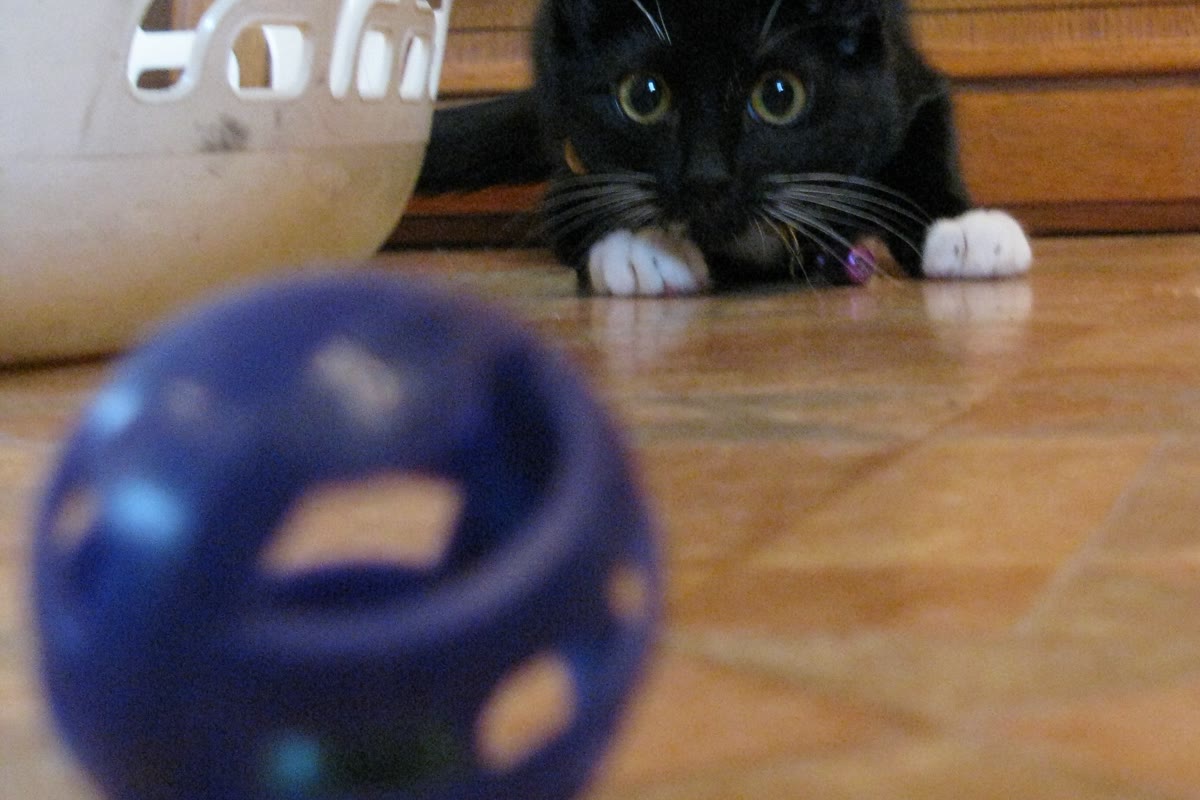 Playful kitten near its litter box being gently praised by its owner