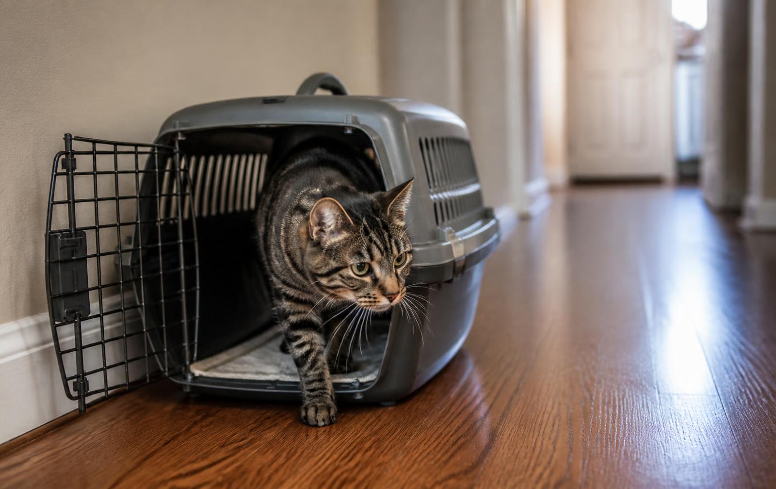 A hard-sided cat carrier lined with soft bedding, ready by the front door for a journey