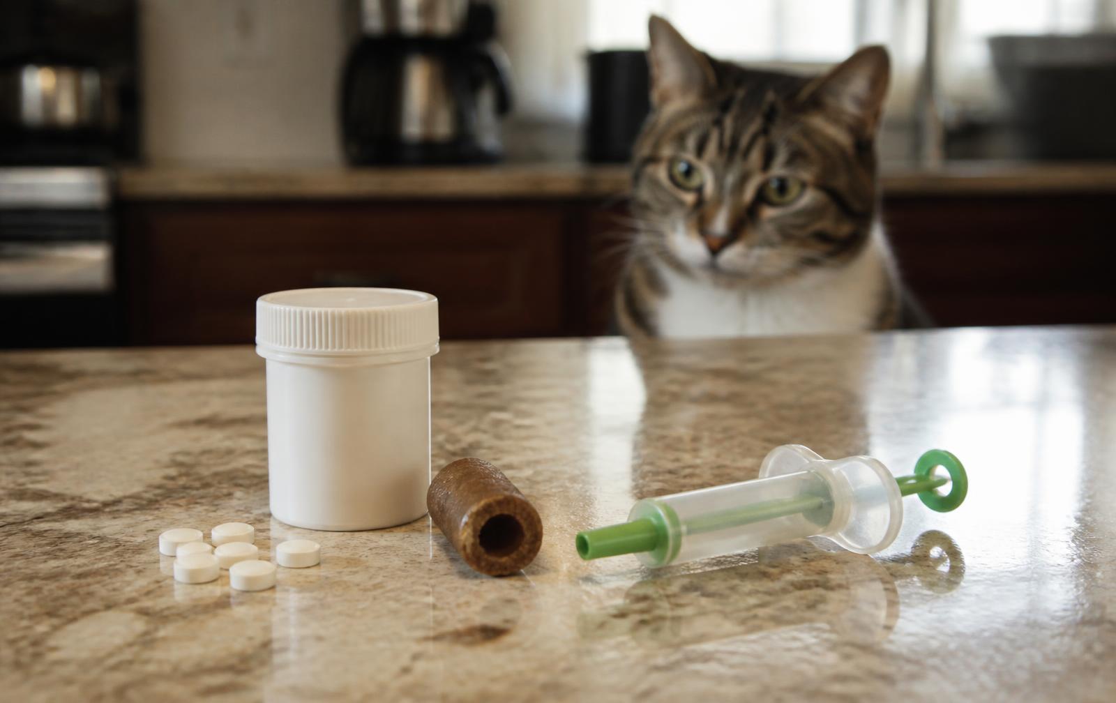 A small lickable treat being offered as a reward after medicating a cat