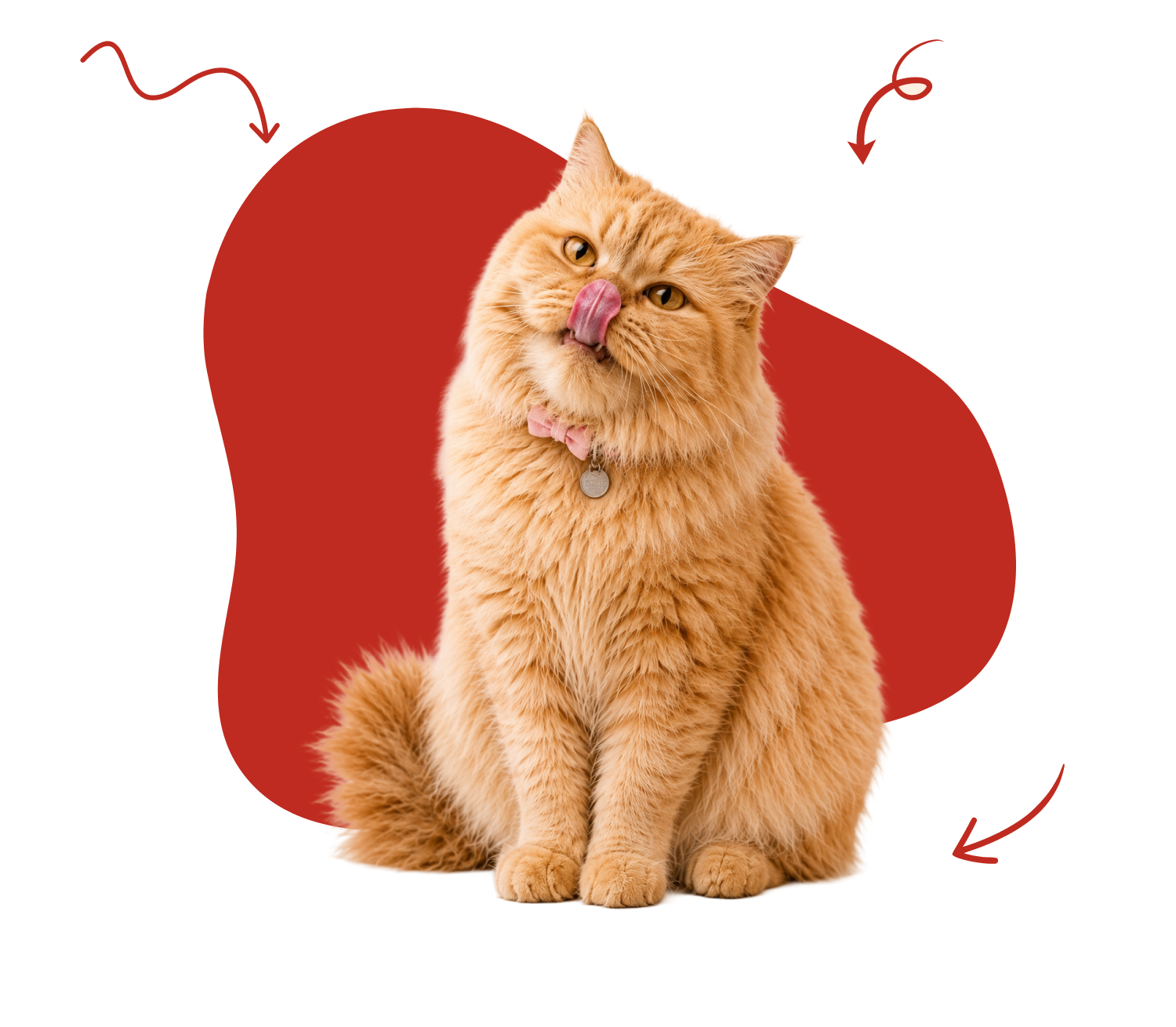 Ginger cat licking its nose in front of a red blob