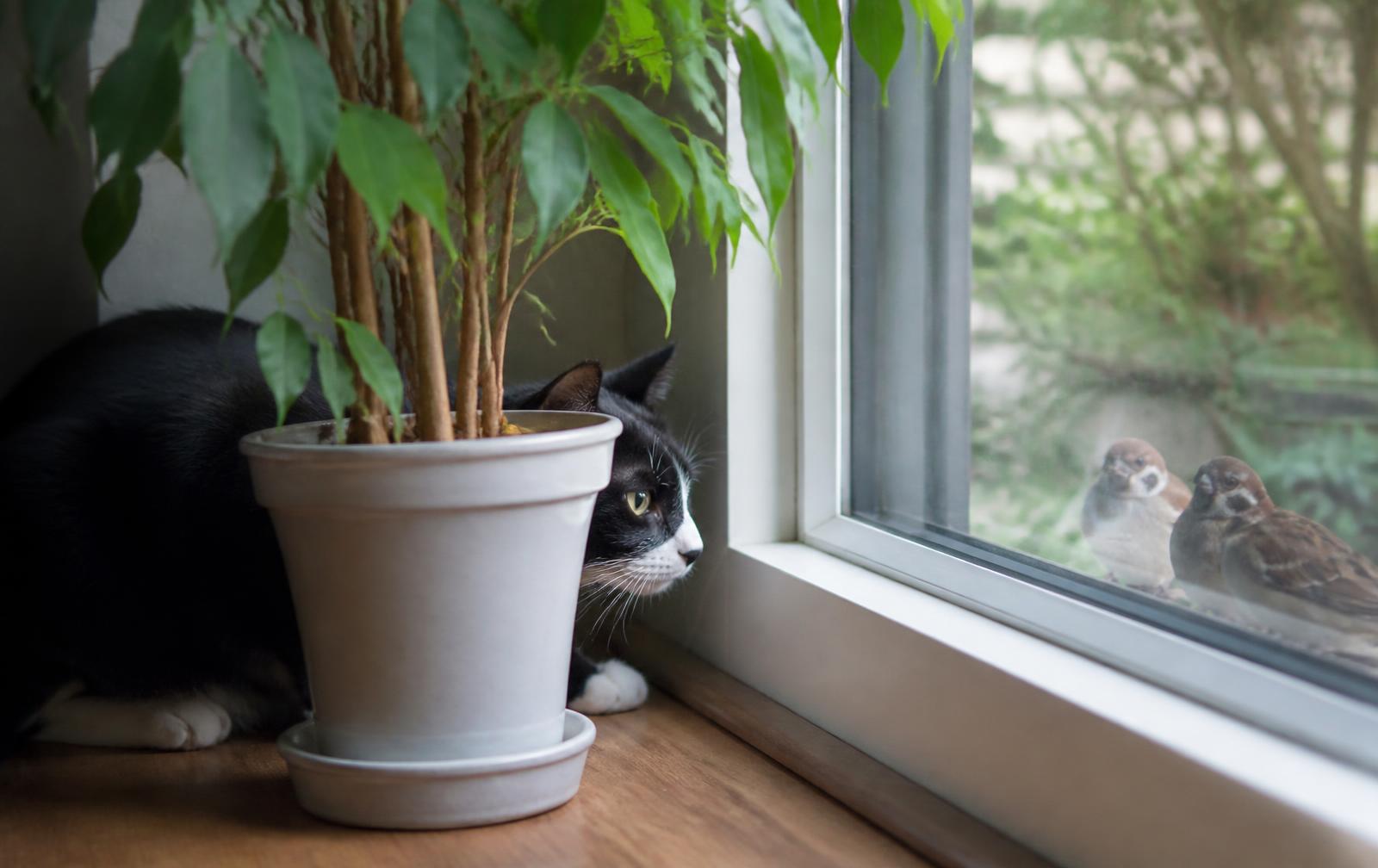 Close-up of a cat's alert eyes and whiskers, capturing the intense focus associated with feline hunting instinct