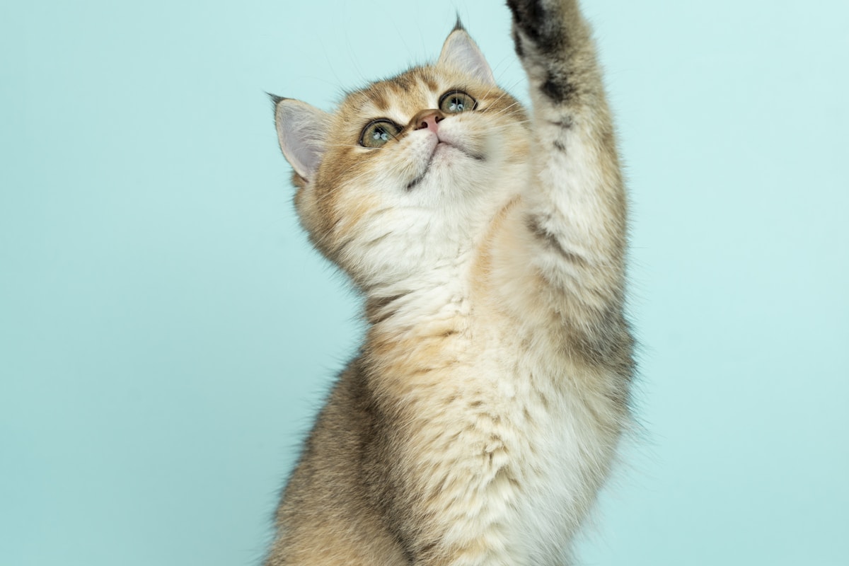 Cat pouncing on a wand toy during a play session
