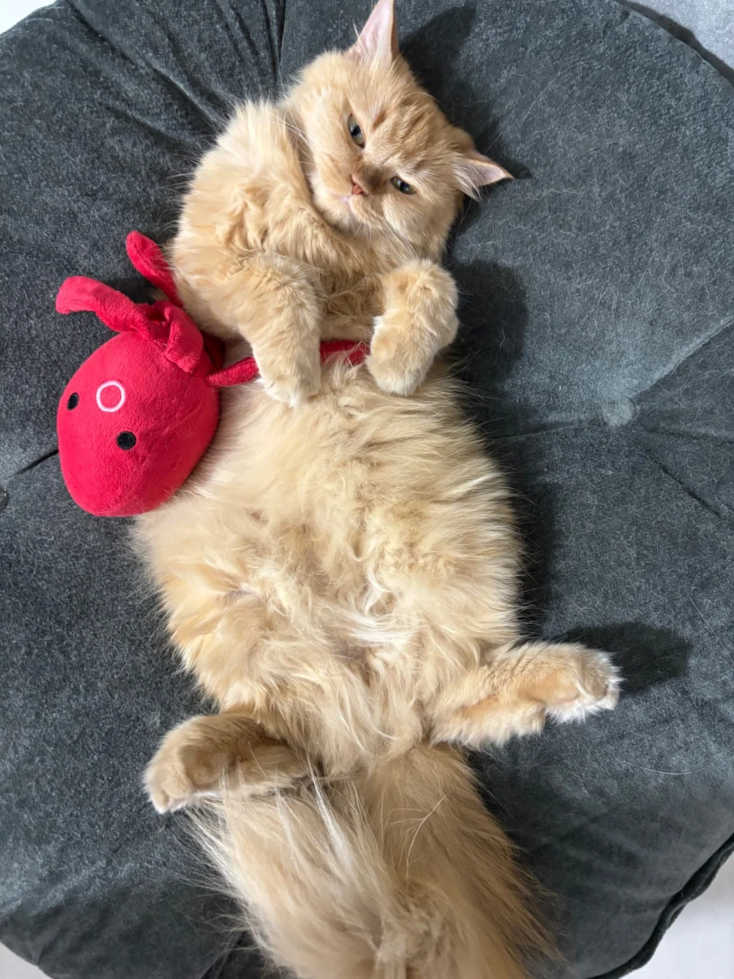 Cleo asleep belly-up beside a red plush toy