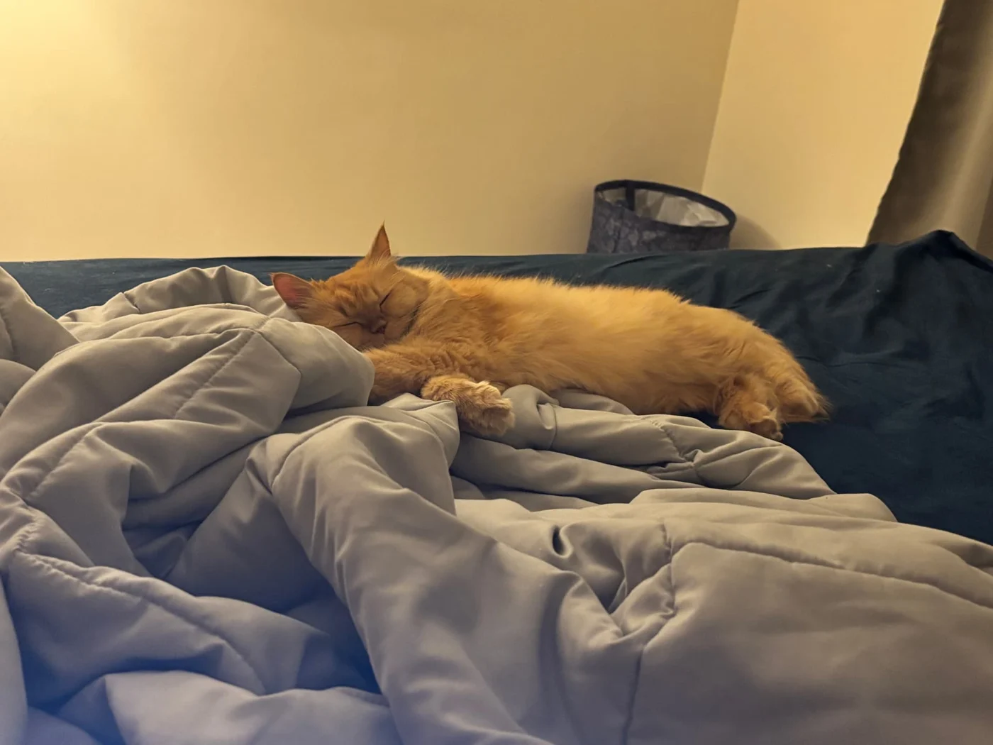 Cleo stretched out on a bed