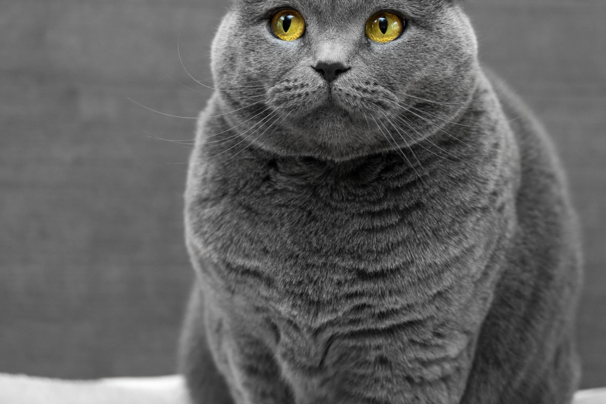 Close-up of a cat happily eating a lickable treat from an owner's hand