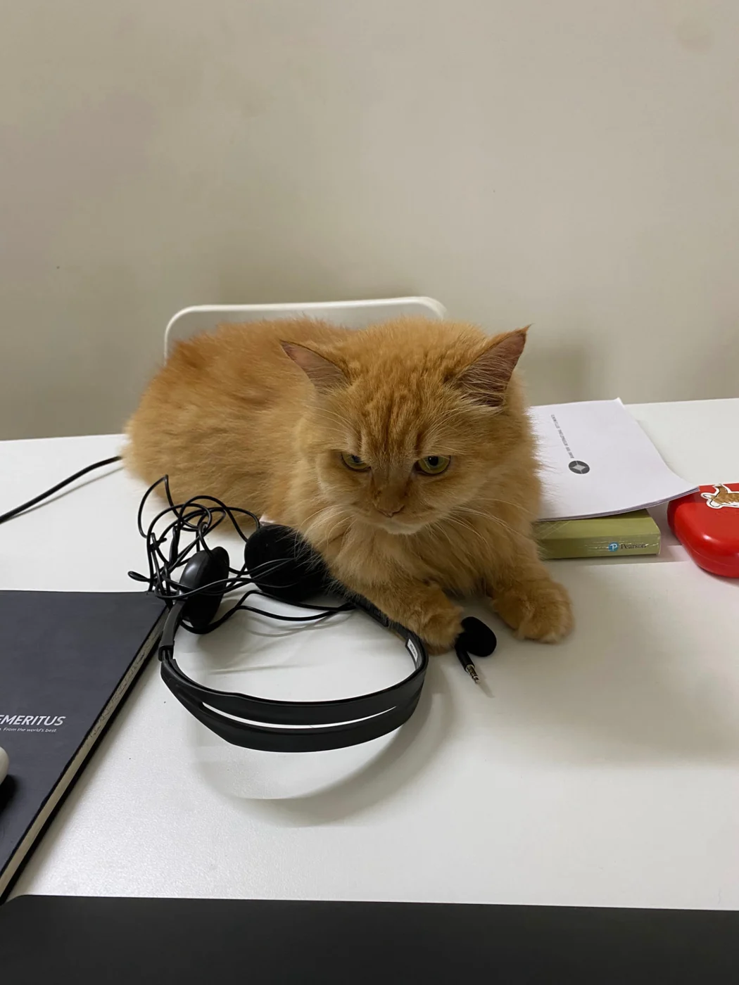 Cleo resting on a desk next to headphones