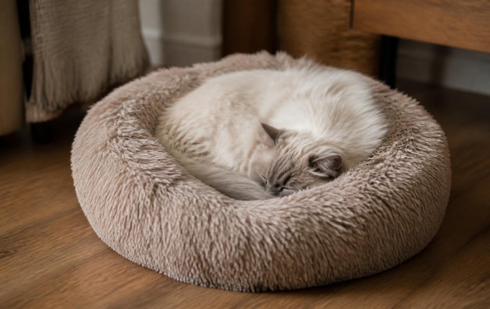 A cat curled asleep in a soft round donut bed