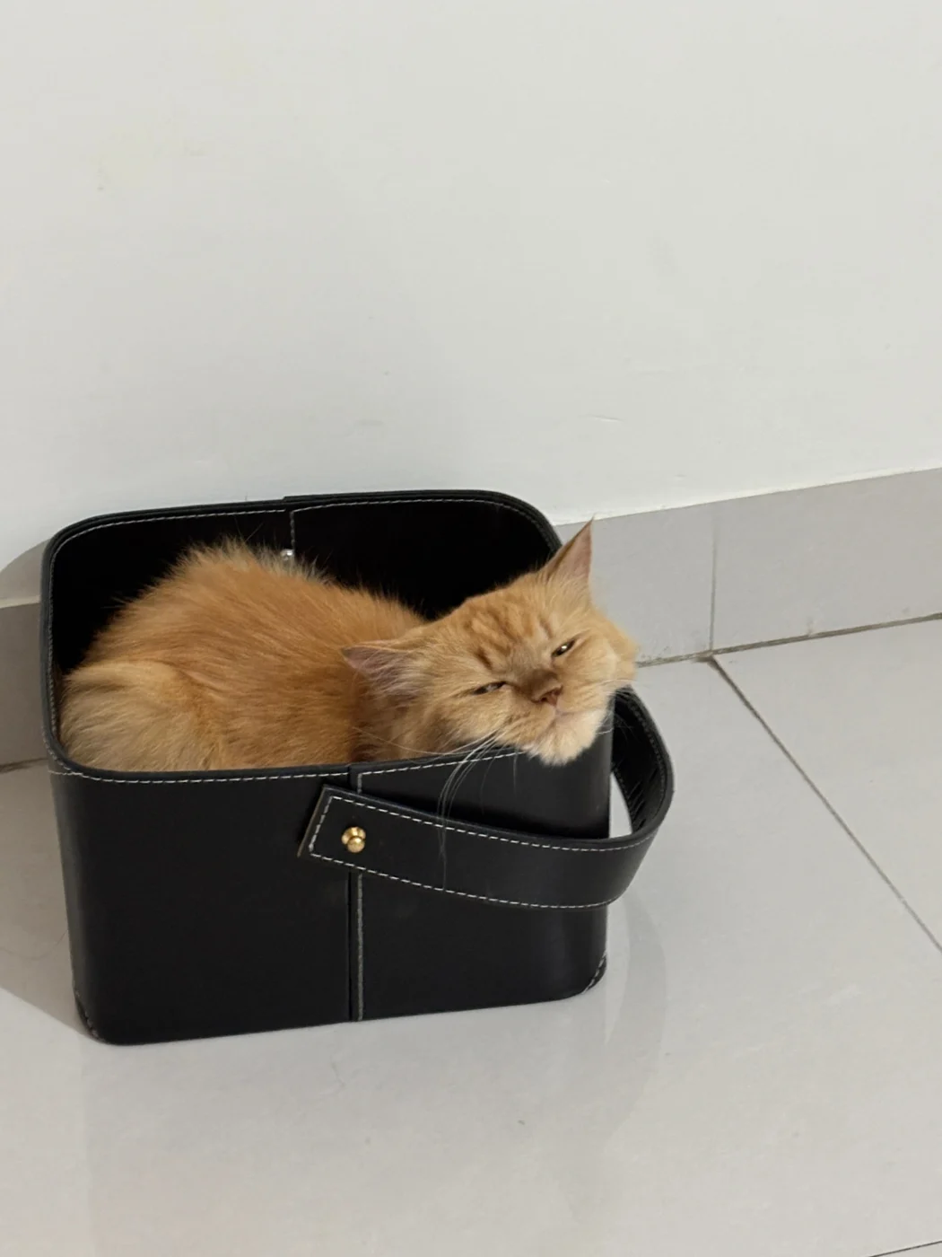 Cleo curled up inside a black bag