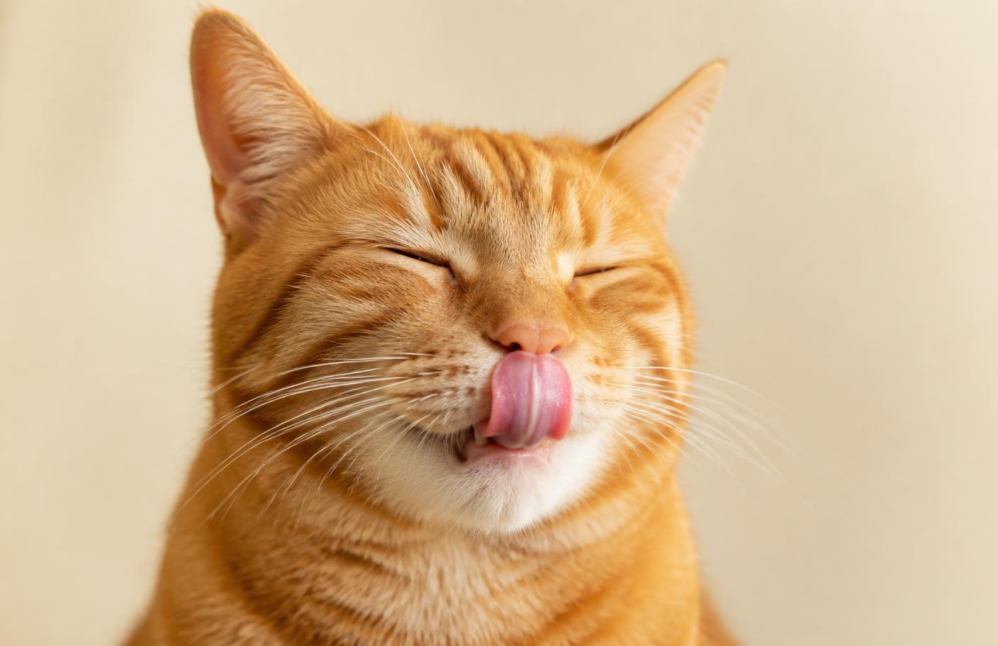 A cat licking its lips after a real-protein treat