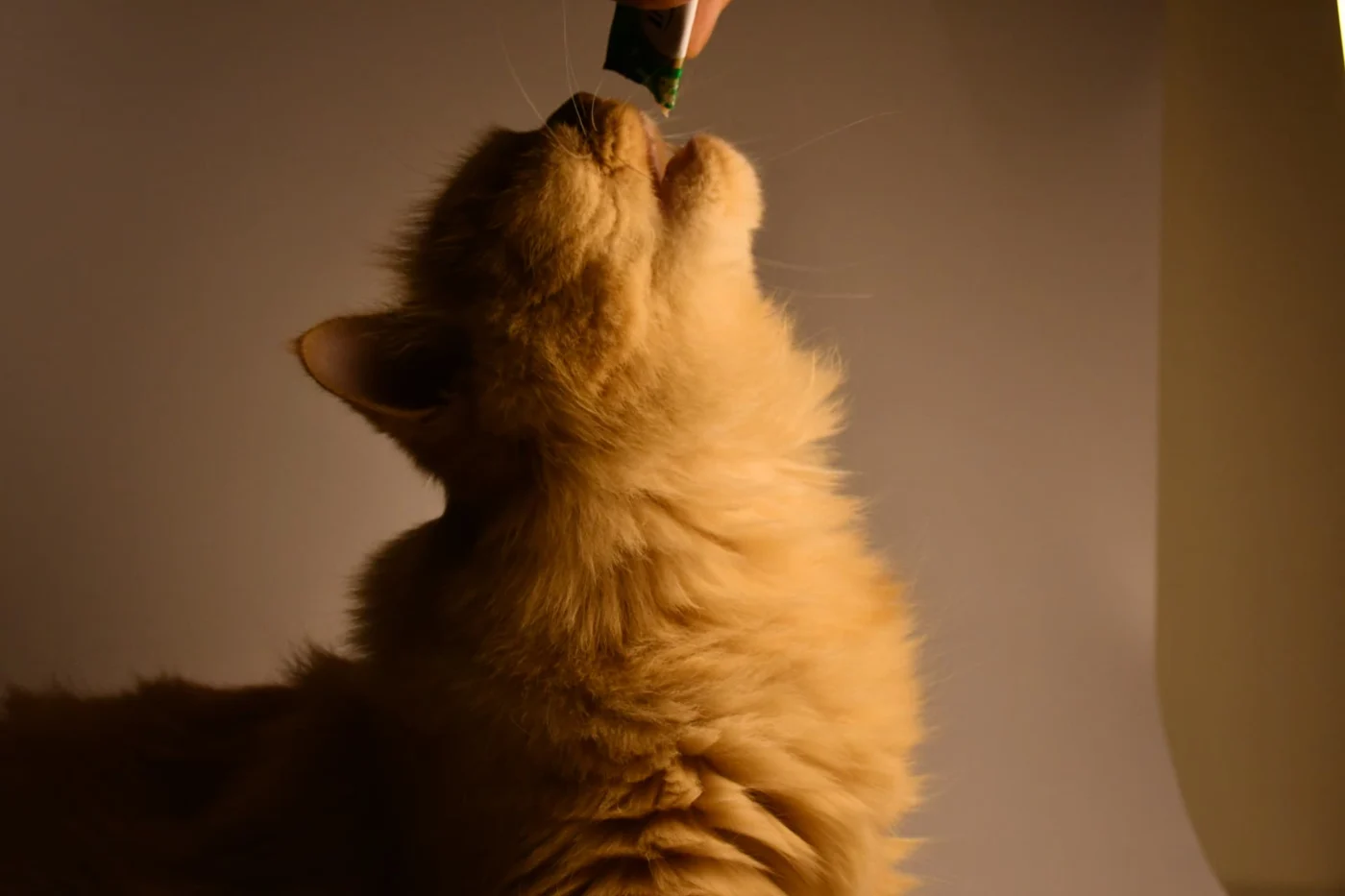 Cleo reaching up to lick a treat