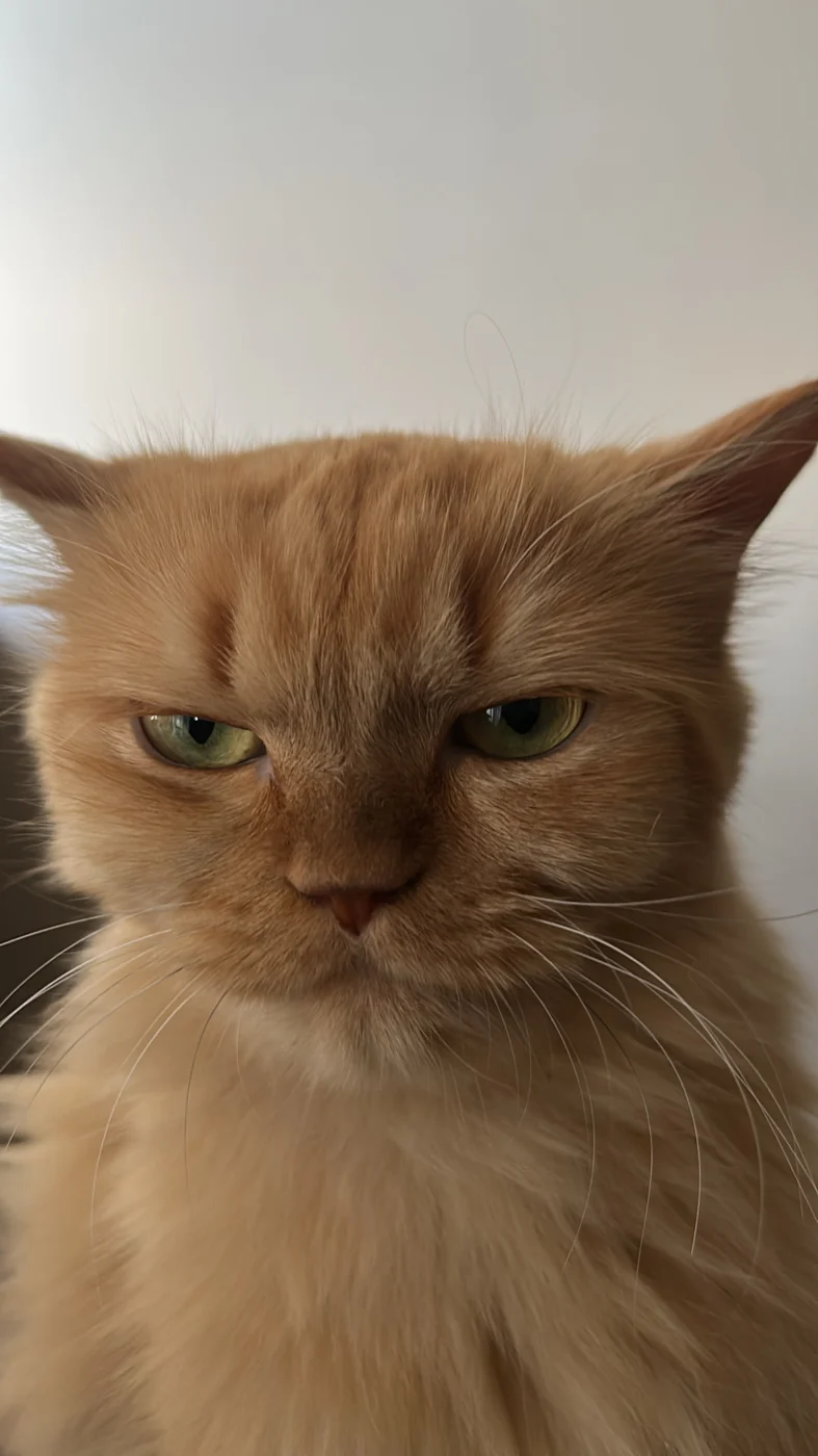 A close-up portrait of Cleo's orange face