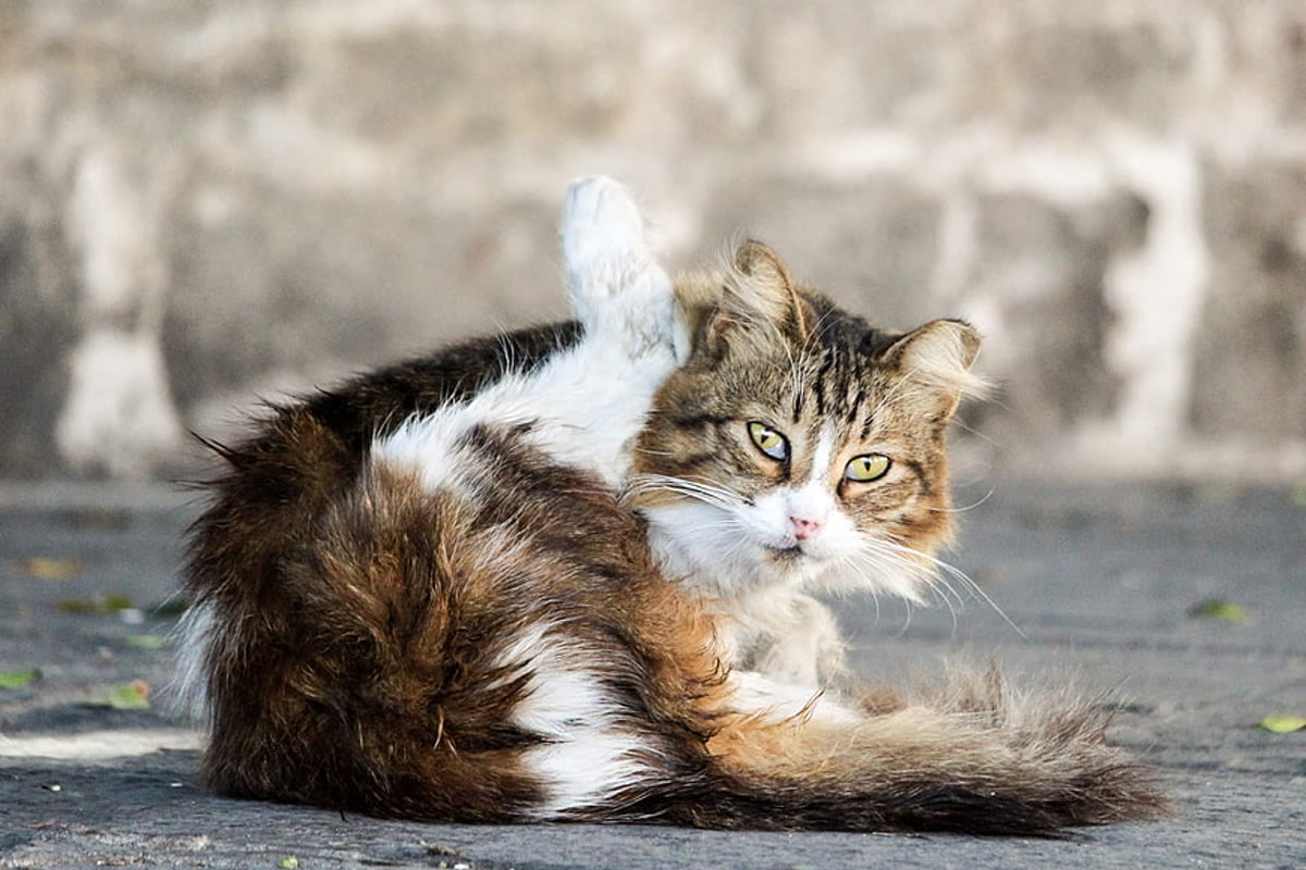 Cat parent brushing a cat's fur to reduce loose hair and hairballs
