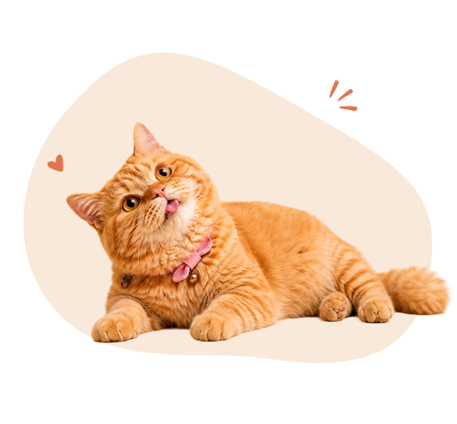 Ginger cat lying down and licking its lips