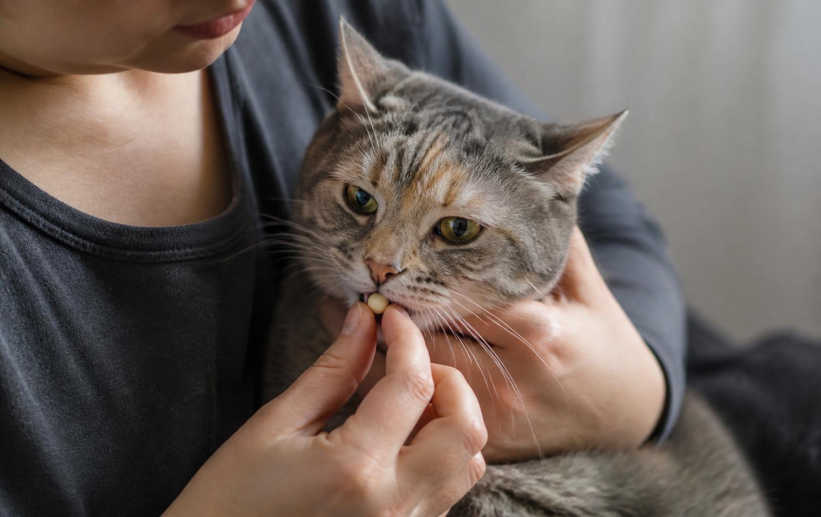 Cat parent holding a tablet near a calm cat during medicine time