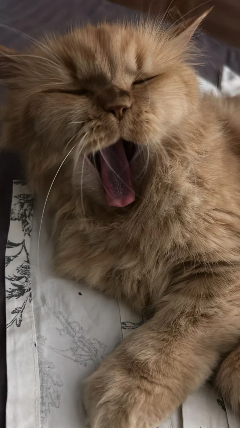 Cleo caught mid-yawn