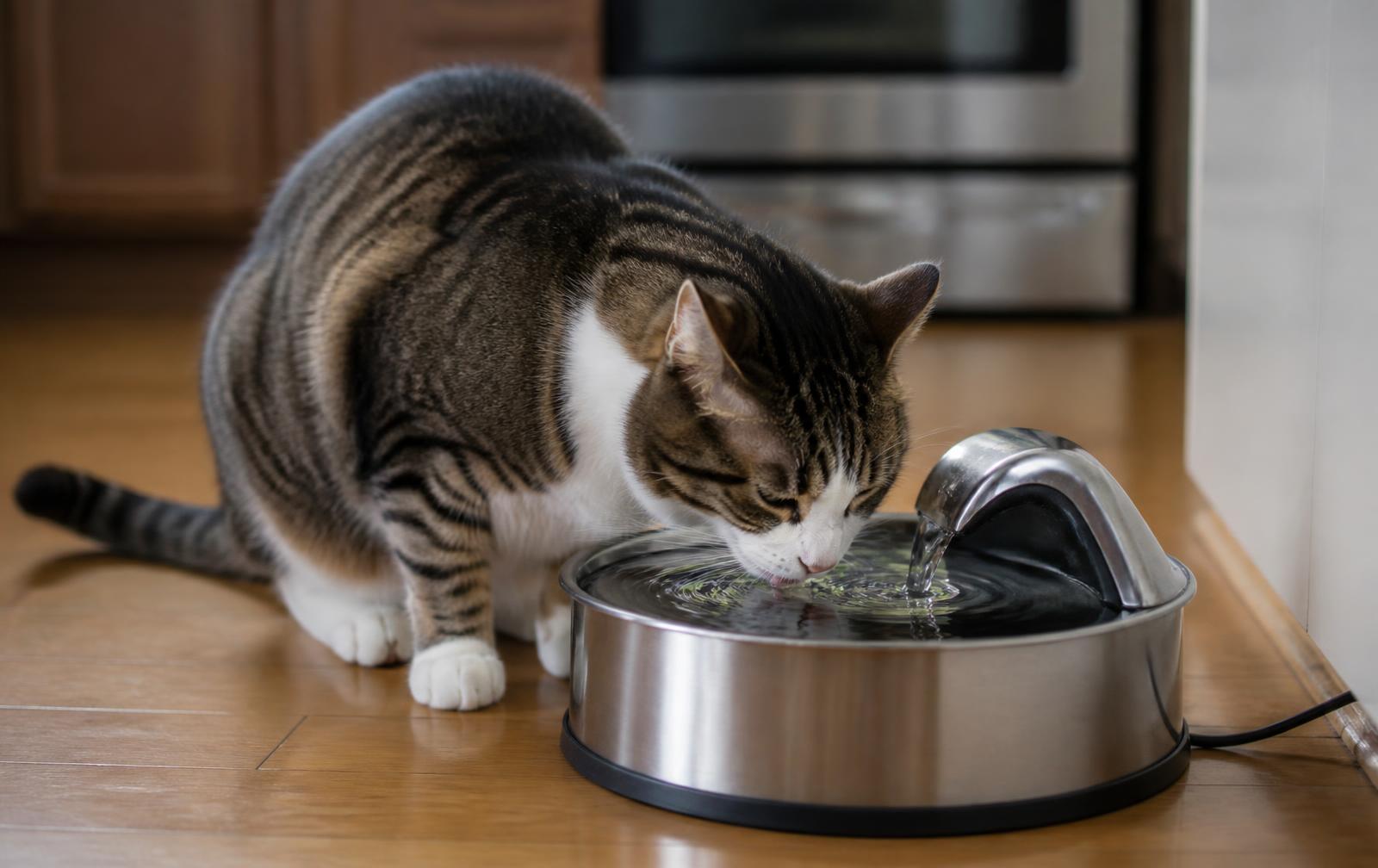 A cat drinking from a stainless steel pet water fountain