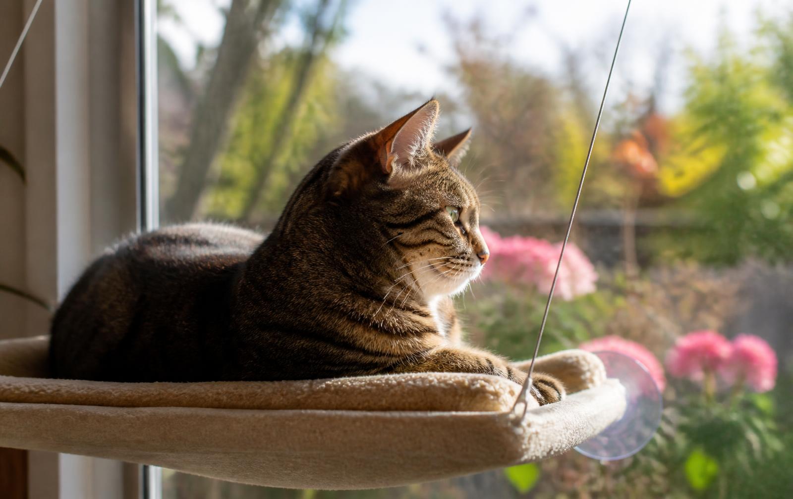 Cat lounging on a sunny window perch overlooking the outdoors