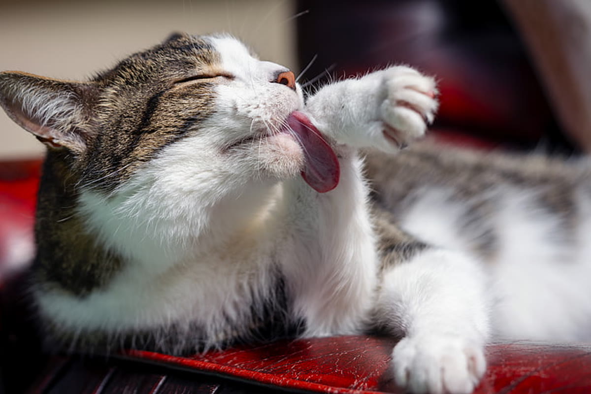 Long-haired cat grooming itself on a sunny windowsill