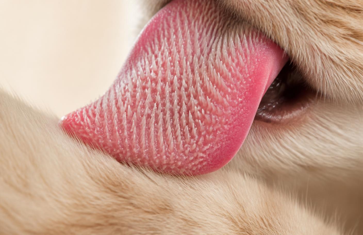 Close-up of a cat's tongue lapping a lickable treat