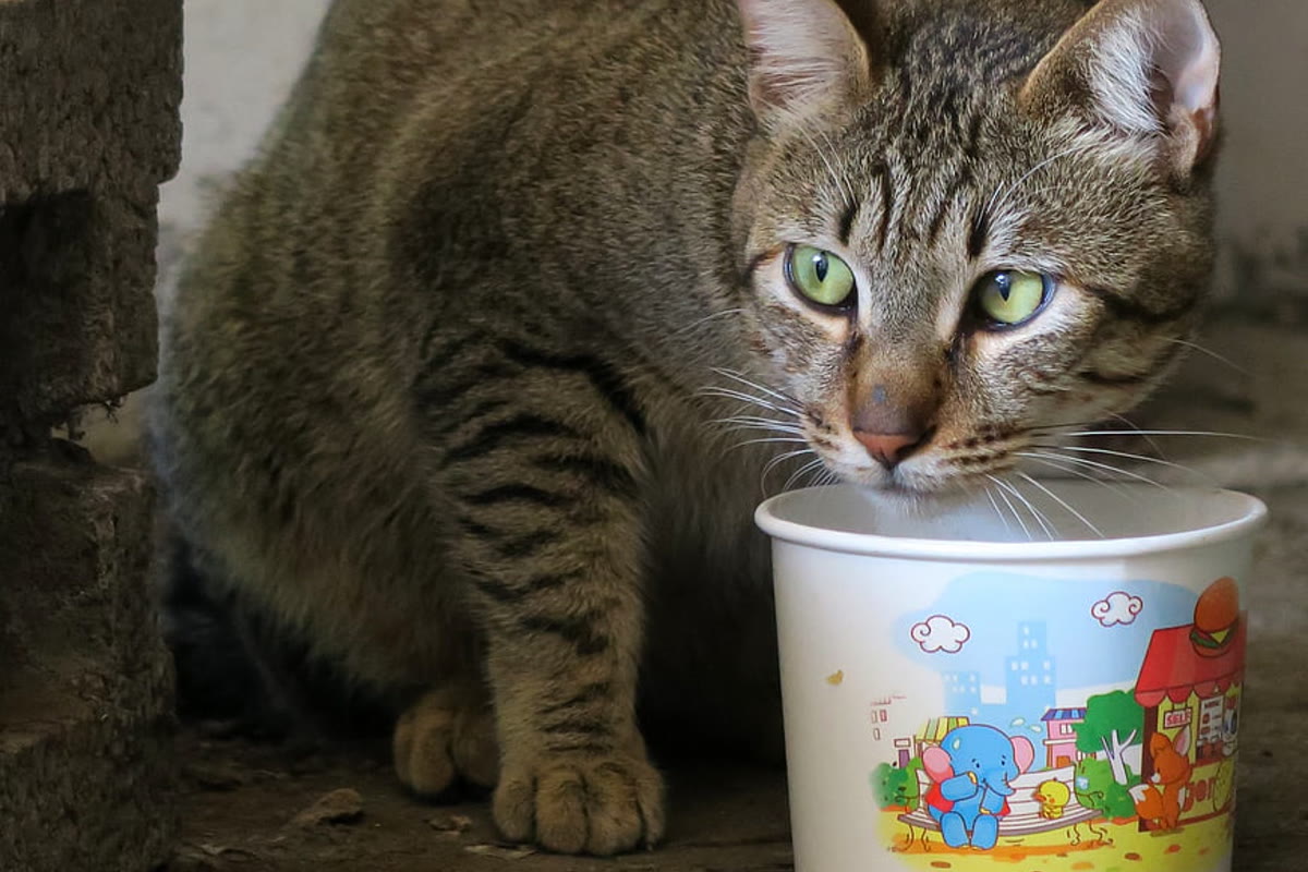 Cat drinking water from a bowl in a bright kitchen