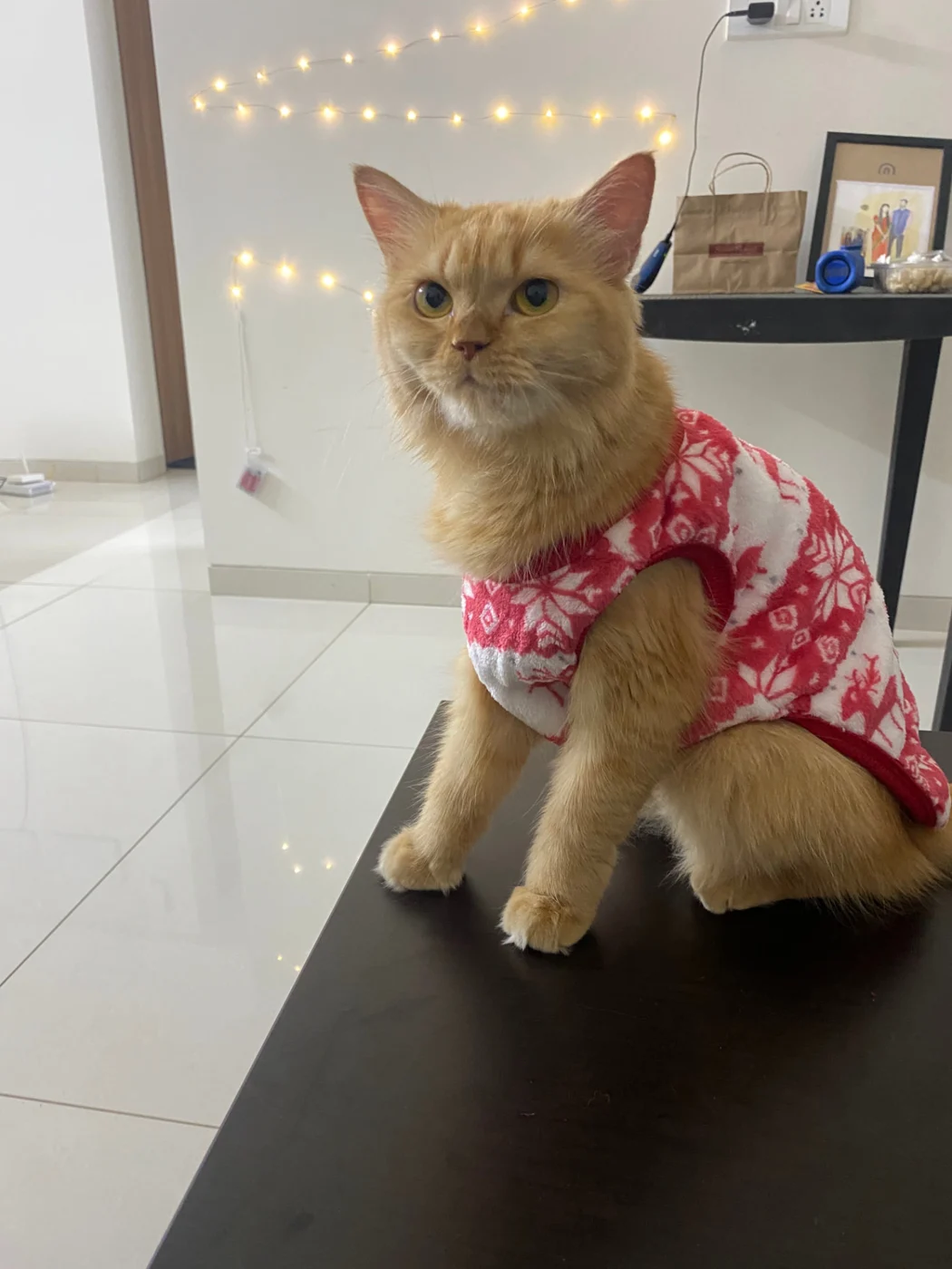 Cleo sitting on a table in a red patterned sweater