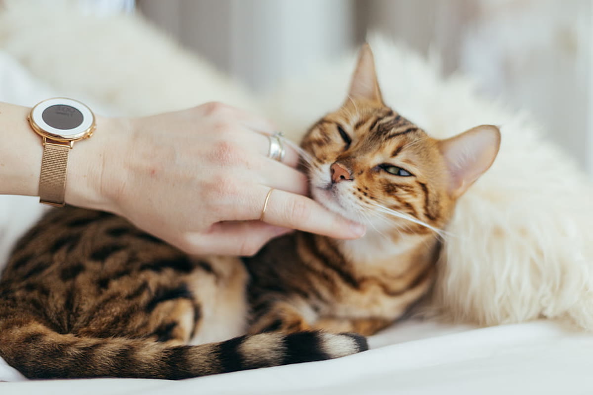 Vet examining a cat during a wellness check-up