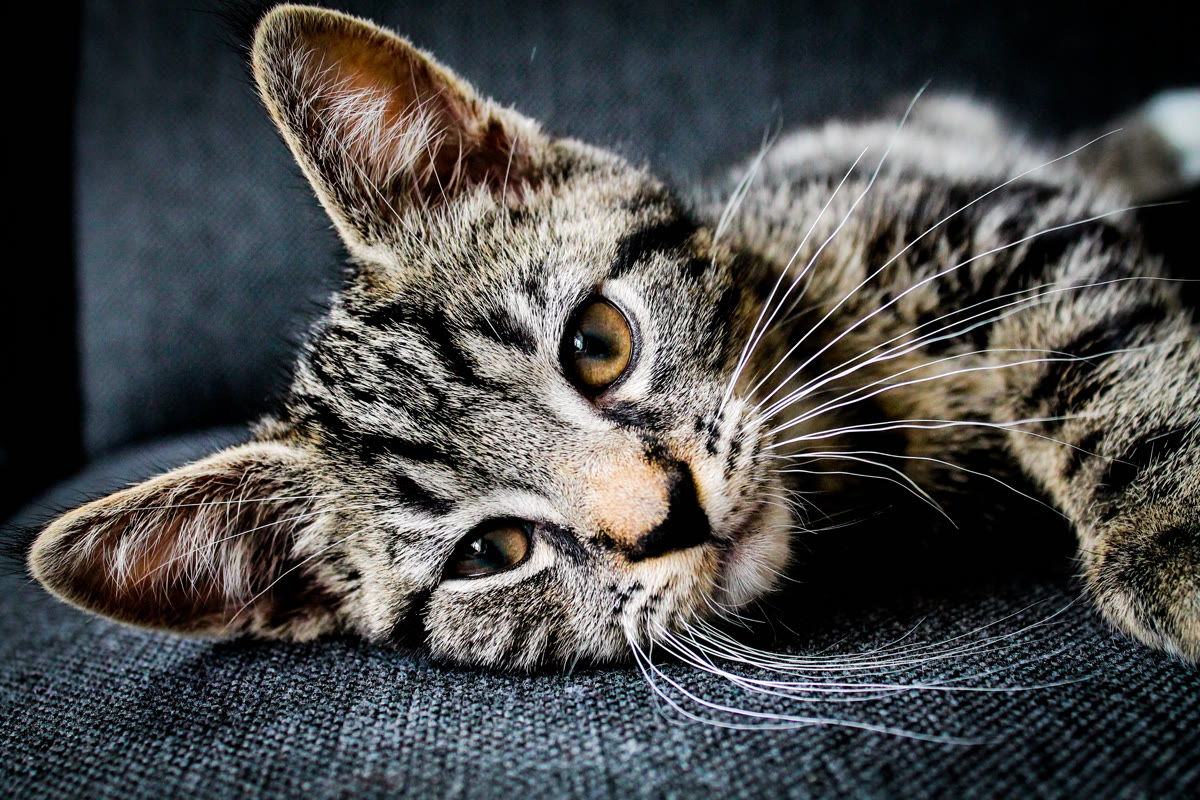 Senior cat resting comfortably in warm natural light