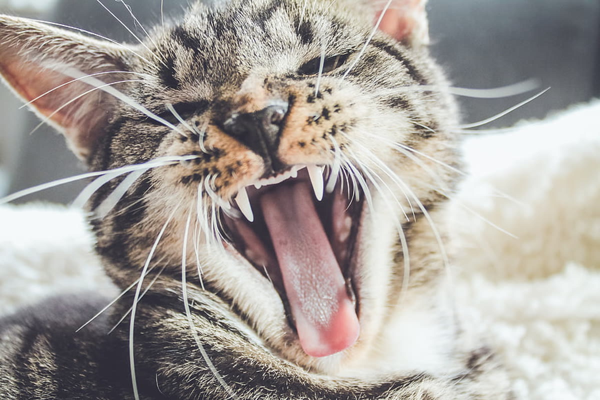Cat yawning and showing teeth