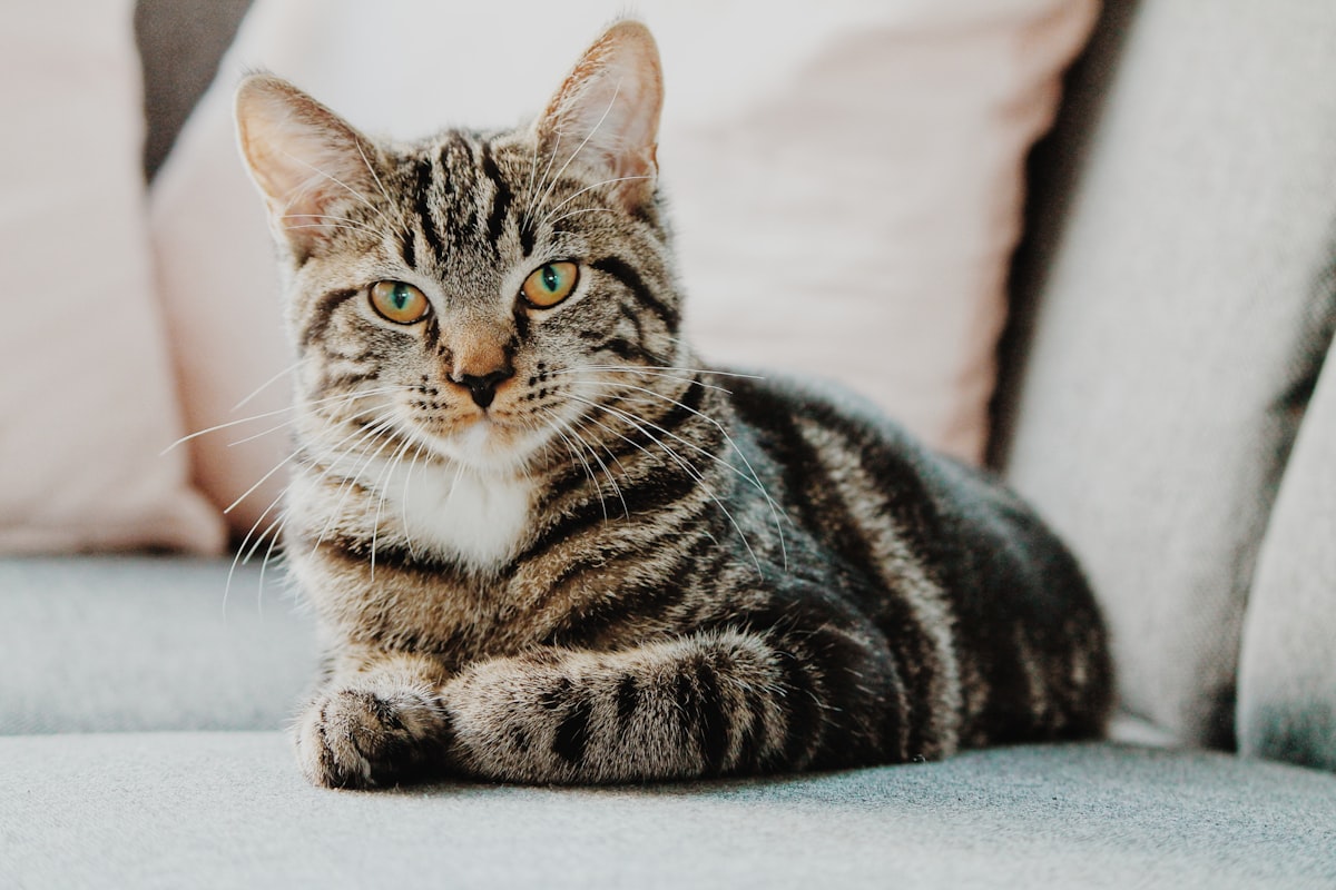 Cat owner offering a treat to a calm, quiet cat as positive reinforcement
