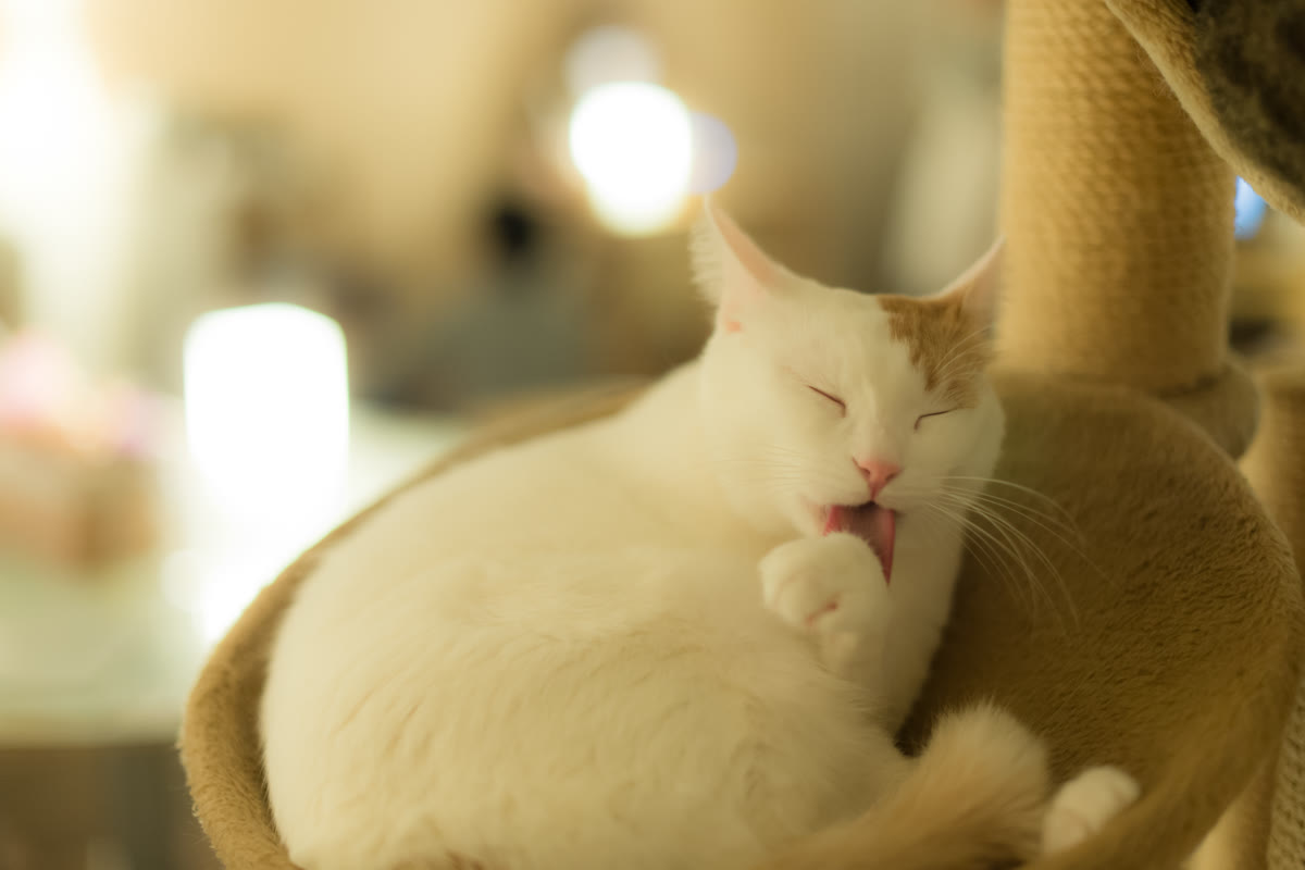 Cat enthusiastically licking a treat off a small dish