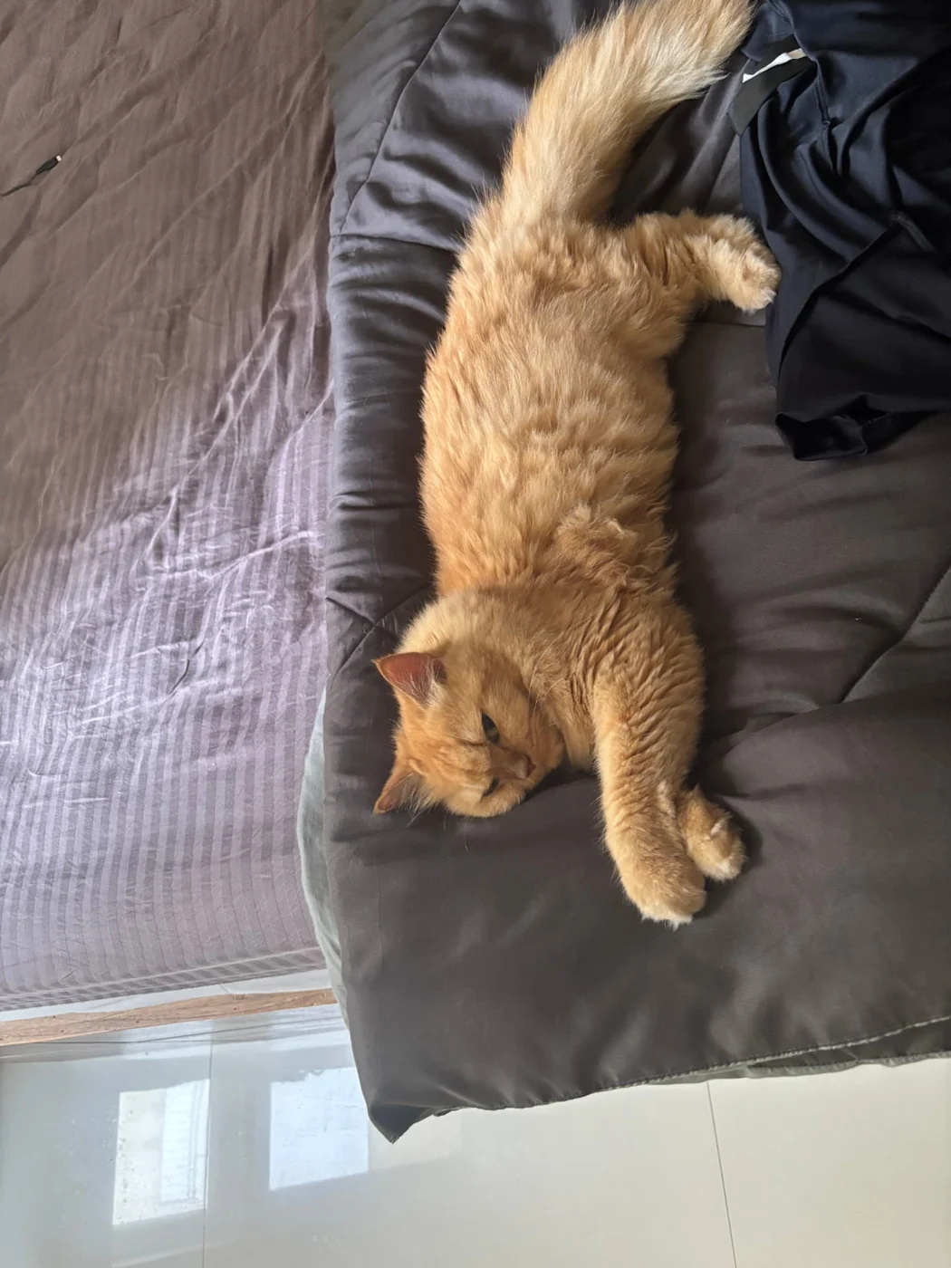 Cleo stretched across a sofa cushion