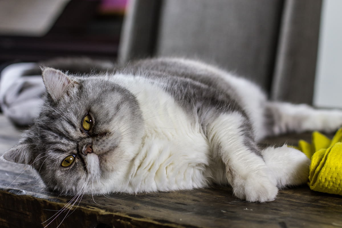 Overweight tabby cat sitting near an empty food bowl in a sunlit Indian home