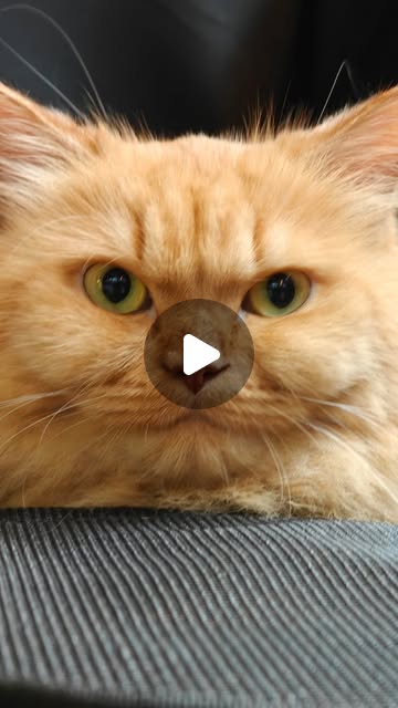 Close-up of Cleos cat treat pouch with a curious cat