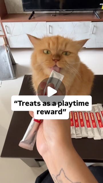 Cat being pampered with a Cleos treat