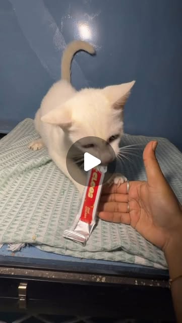 Cats taste-testing Cleos treats in a creator reel